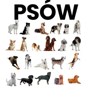 Encyklopedia psów Nowy