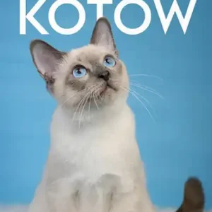 Rasy kotów Bestseller