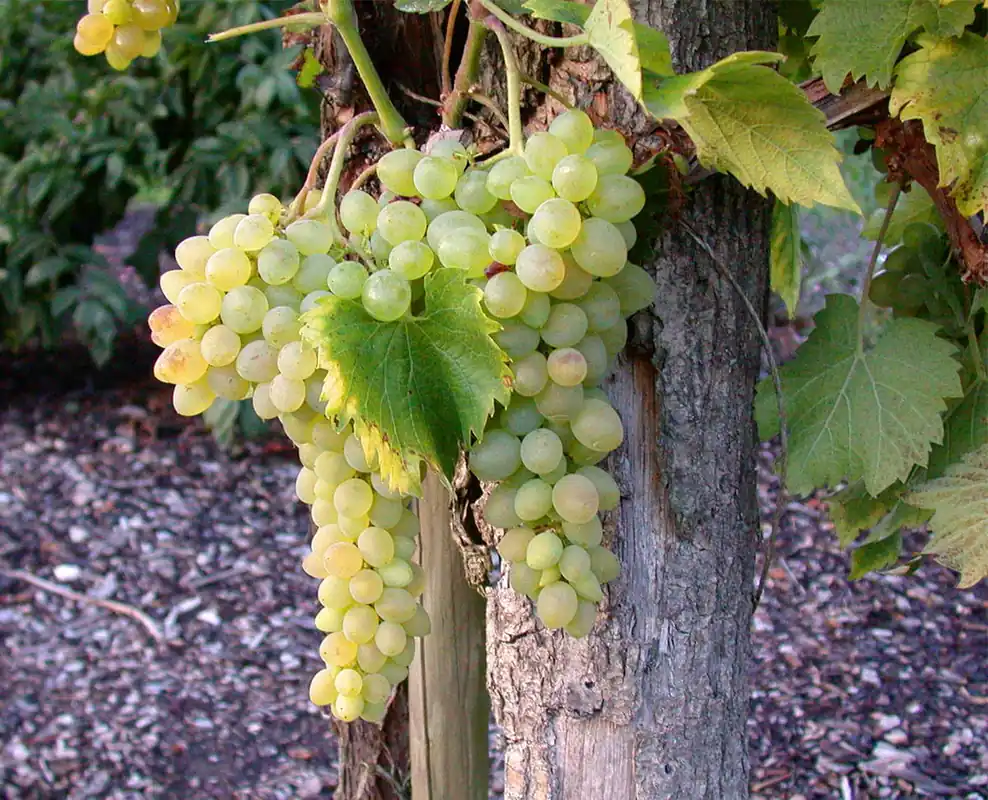 Tafeltraube 'Glenora' • Vitis 'Glenora' Oferta