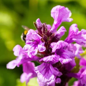 Ziest 'Superba' • Stachys grandiflora 'Superba' Popularny