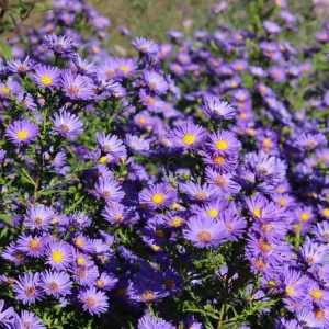 Glattblatt-Aster 'Schöne von Dietlikon' • Aster novi-belgii 'Schöne von Dietlikon' Obniżka ceny