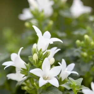 Hängepolster Glockenblume 'E.H. Frost' • Campanula poscharskyana 'E.H. Frost' Nowość