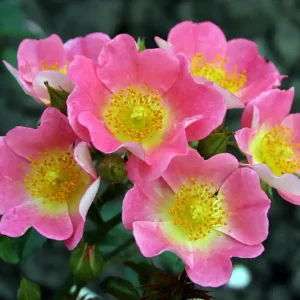 Dodaj do koszyka Bodendeckerrose 'Topolina'® • Rosa 'Topolina'®