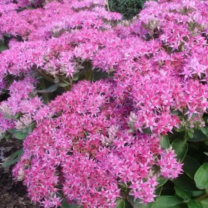 Fettblatt 'Carl' • Sedum spectabile 'Carl' Premium