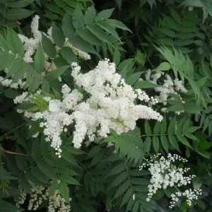 Dostępne od ręki Niedrige Fiederspiere  • Sorbaria sorbifolia