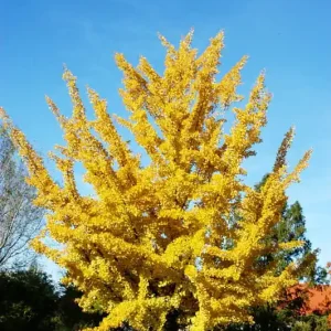 Popularny Fächerblattbaum • Ginkgo biloba