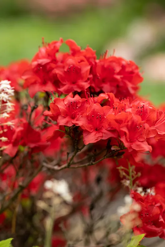 Do wyczerpania zapasów Japanische Azalee 'Maraschino' • Rhododendron obtusum 'Maraschino'