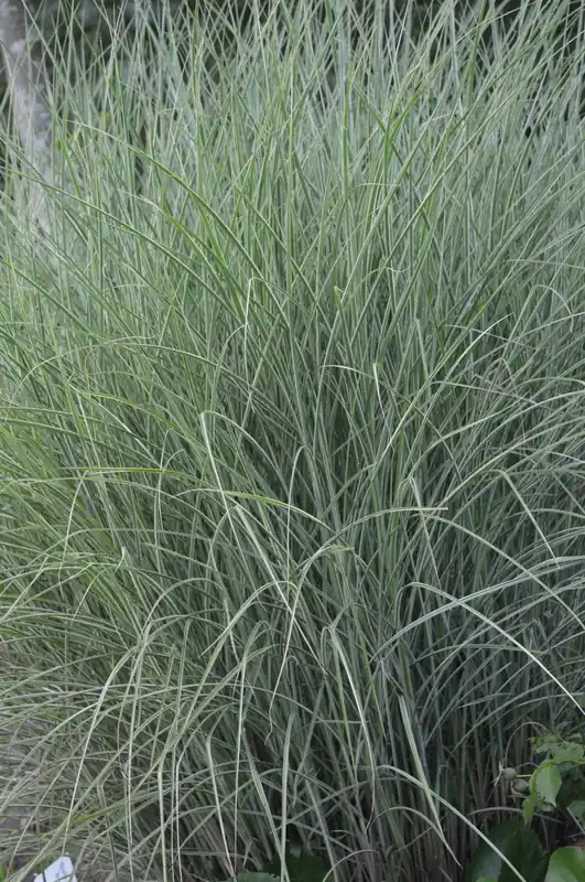 Oferta limitowana Chinaschilf 'Morning light' • Miscanthus sinensis 'Morning light'